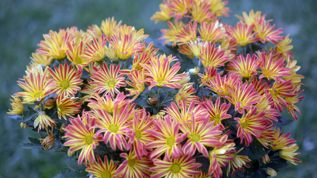17 Hardy Chrysanthemums Flowers for Your Home Garden by Sk Medium