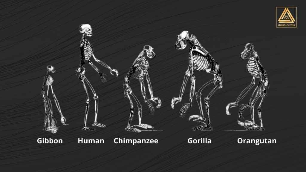 Primates and Humans — Fundamentals and Primates Characteristics | by ...