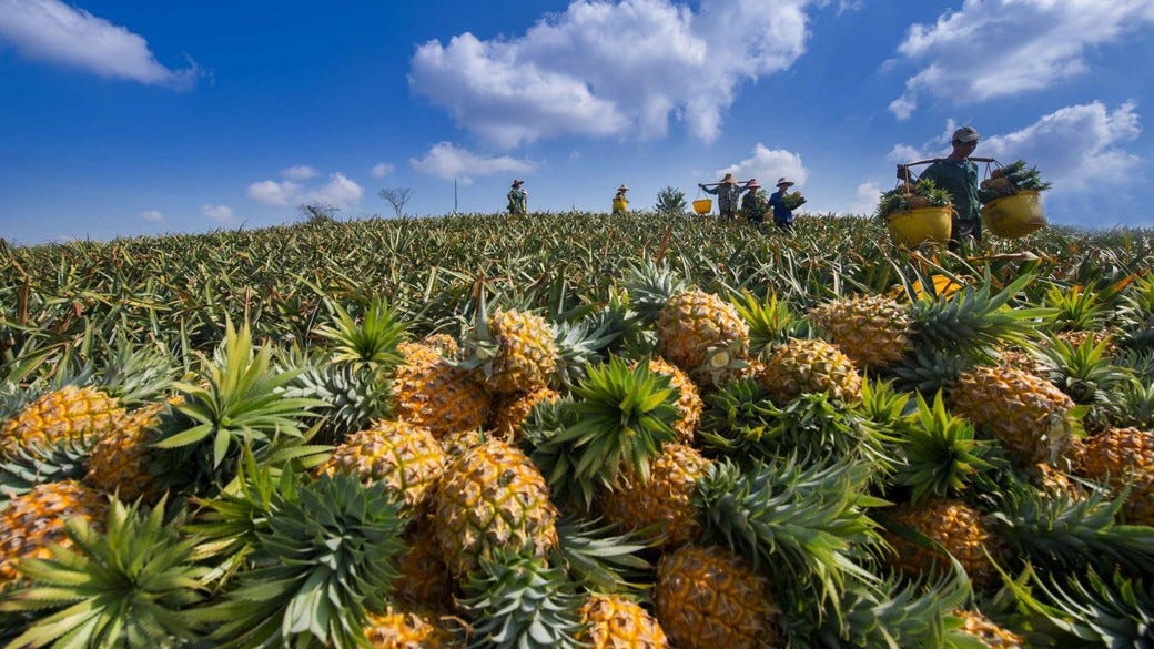 Does Bromelain Help With Swelling? by JOYWIN Natural Products Apr