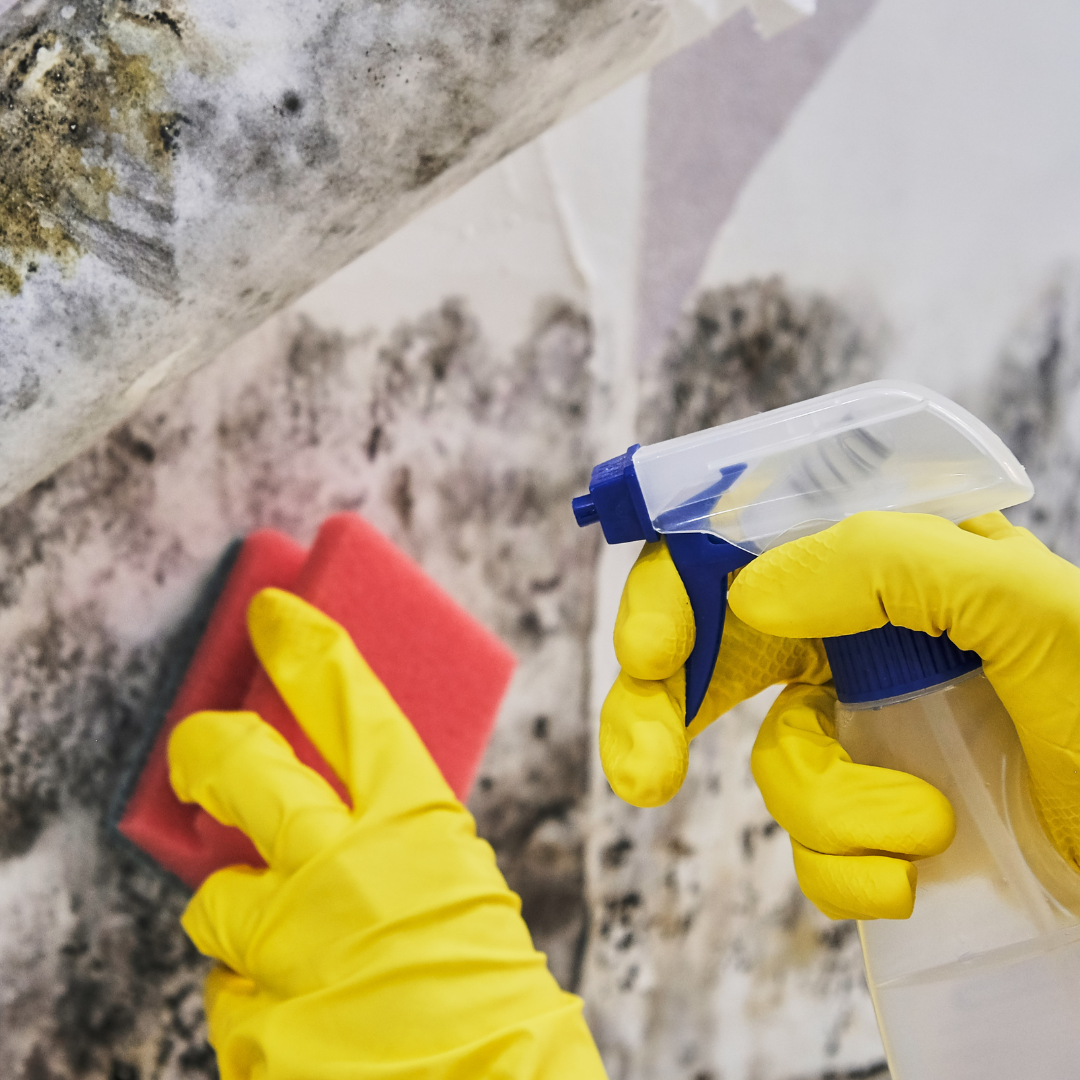 DIY Mould Removal Made Easy: Homeowner’s Guide to Expert Cleaning | by