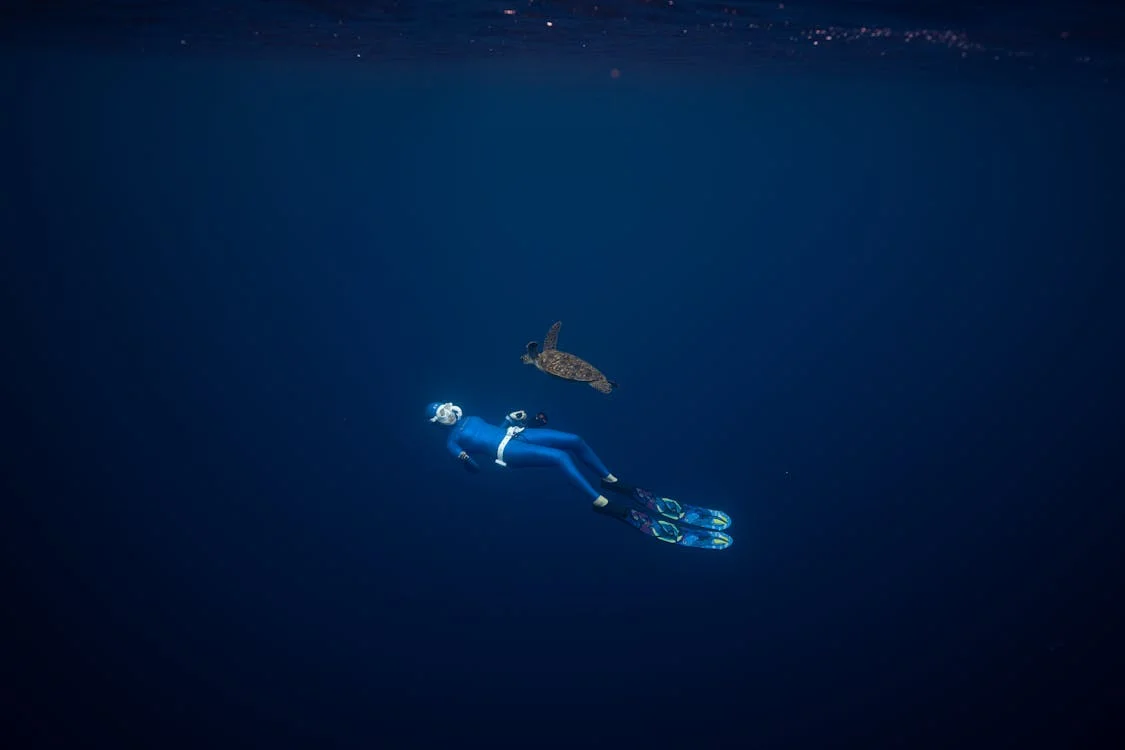 Experiences Snorkeling with Turtles at Gold Coast’s Best Spots by Cooly Eco
