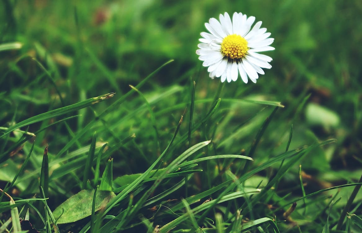 The Grass’ Daisy - Janrie - Medium