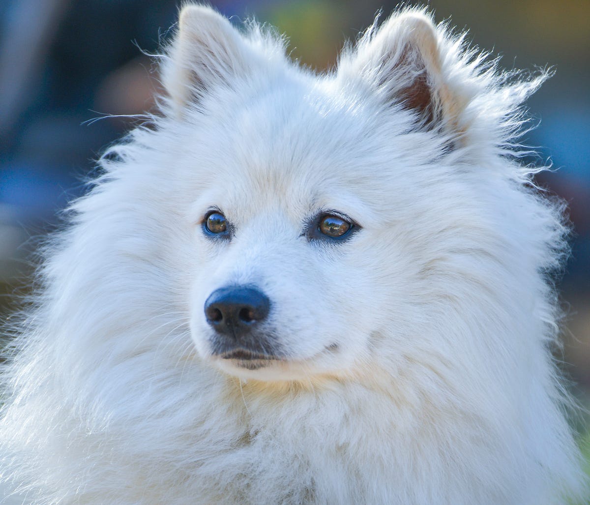 Standard american eskimo 2025