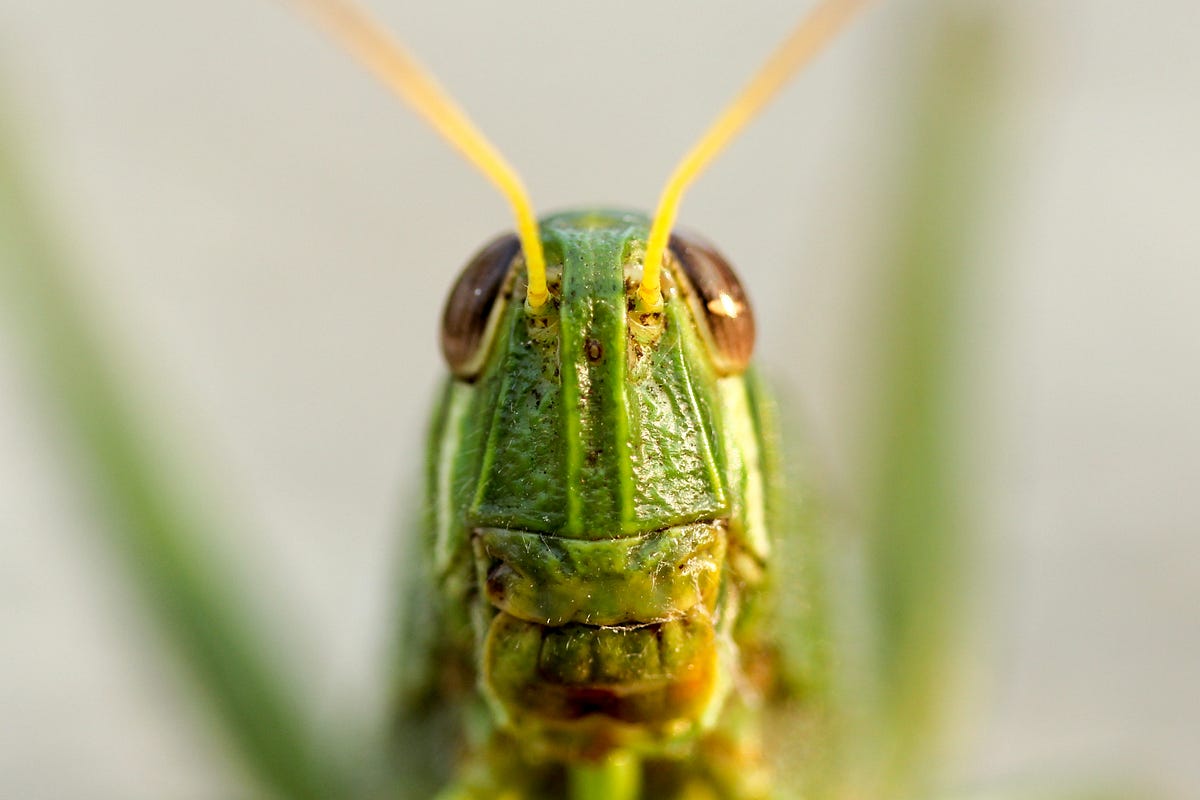 Locust experiments — Feeding the locusts | by Karol Brejna | Locust.io ...