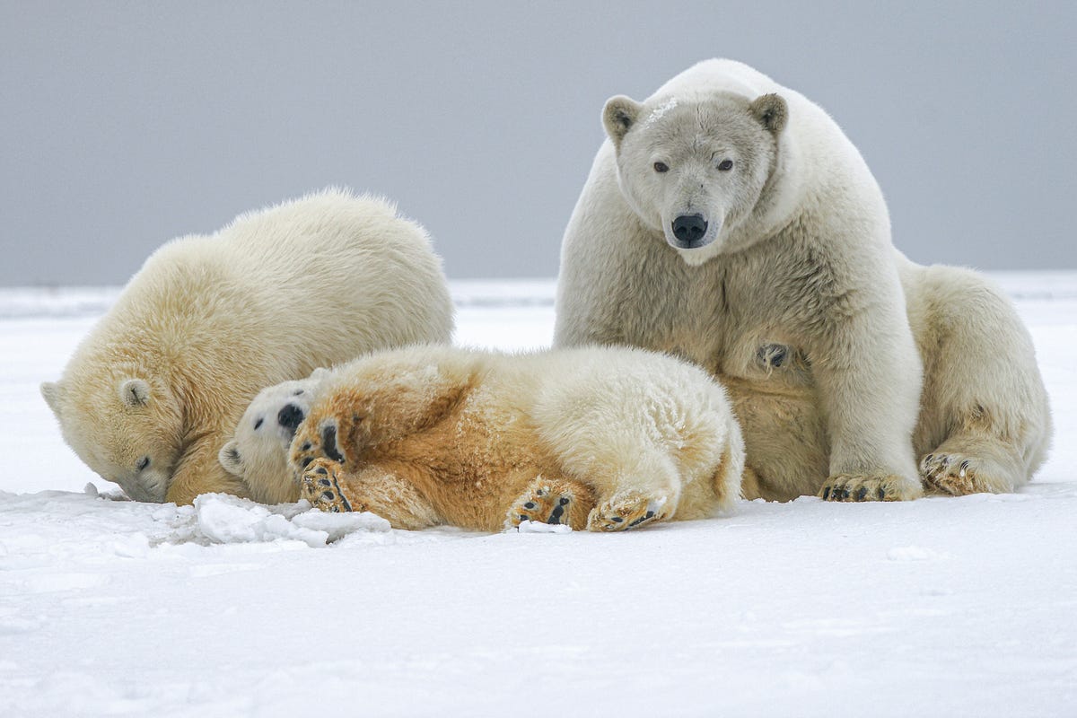 How to read a sustainability report: climate strategy (part 4/n)