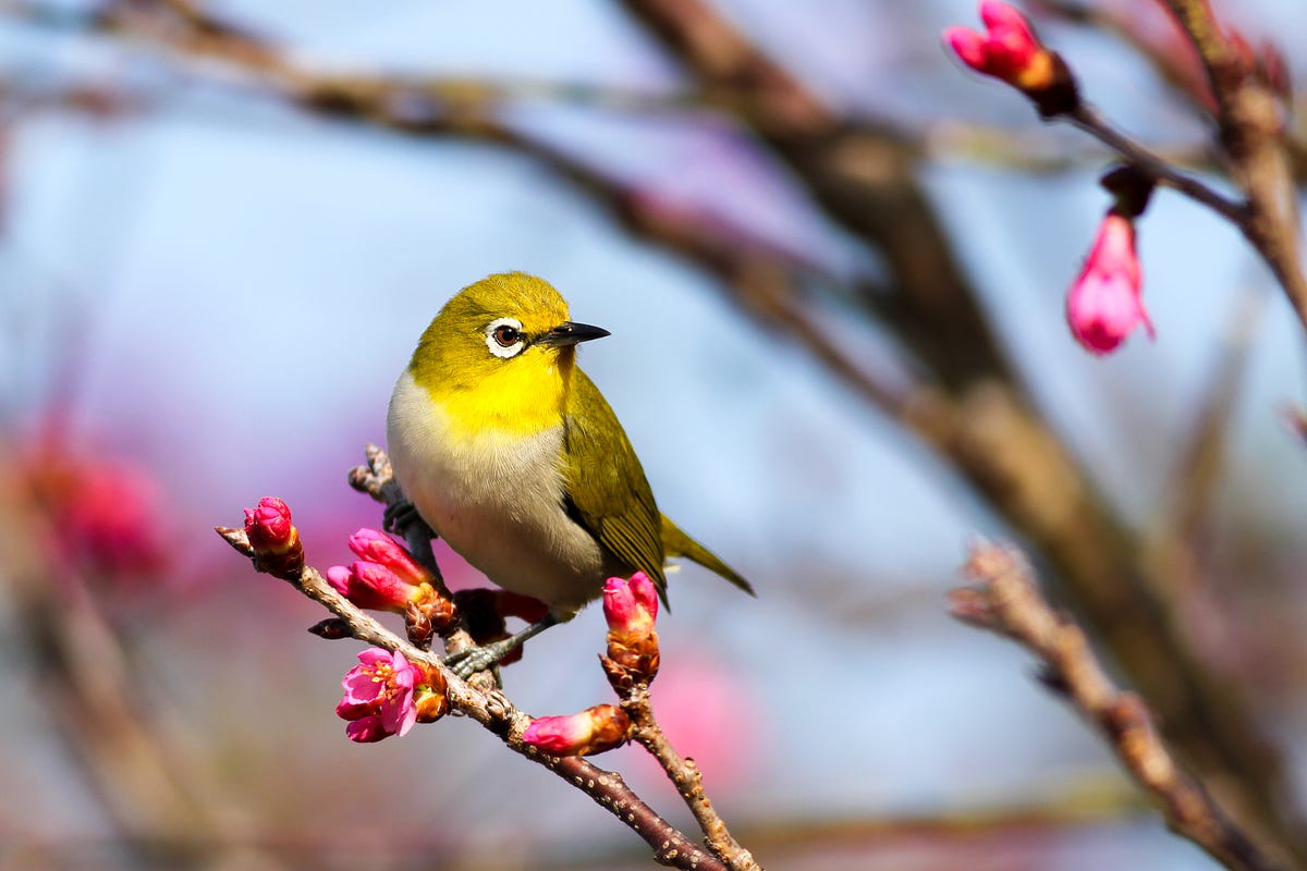 Why is Bird Poop Good Luck: Surprising Reasons You Must Know