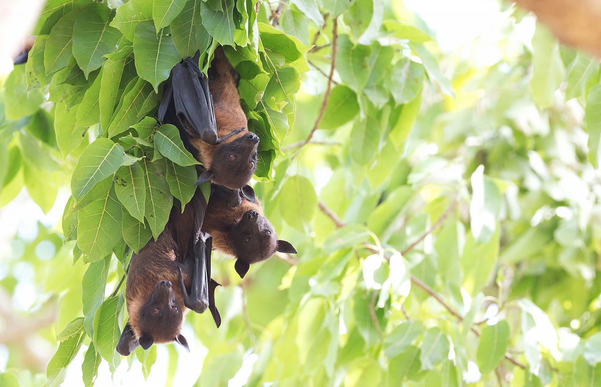 Why Do We Fear Bats?. How centuries of stories, myths, and… by The Island The Island