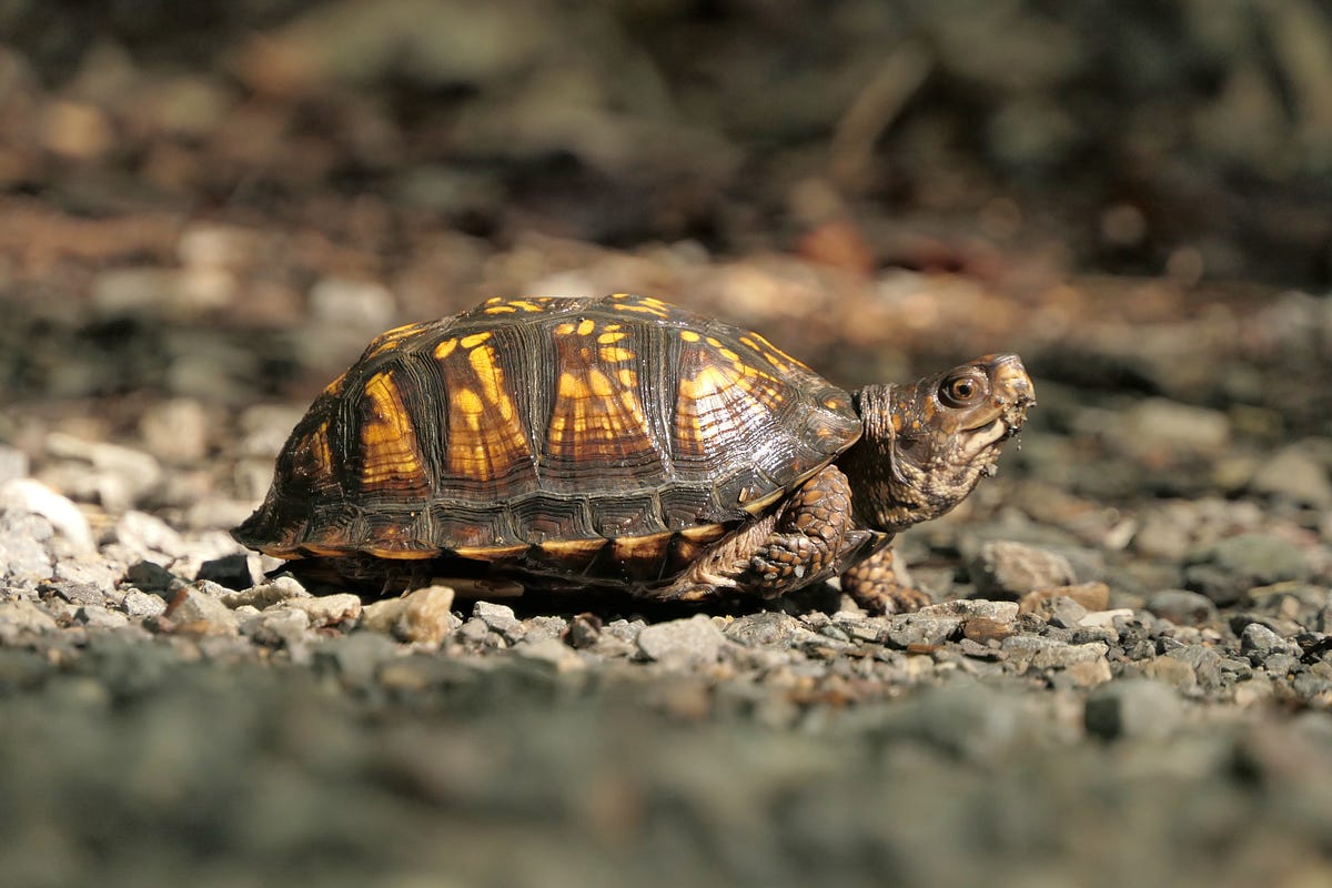 Part-2: Turtle in Python.. Don’t worry it’s not slow. | by Sawan Rai ...