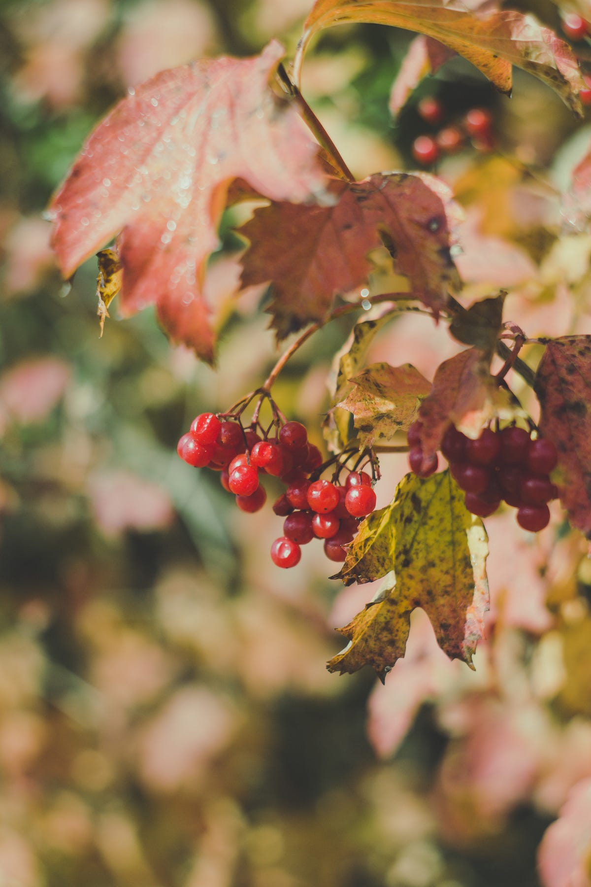 In the Meadow, Red Viburnum. A hymn by Barbara Leonhard Contemplate