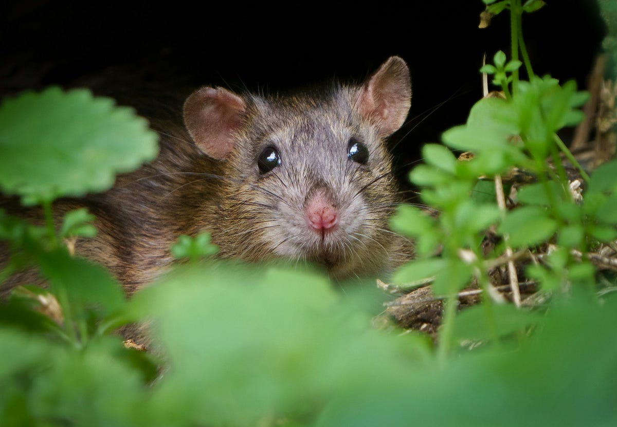 Poem: Rats In The Rafters. She Scurries Along | by Morgan Lahm ...