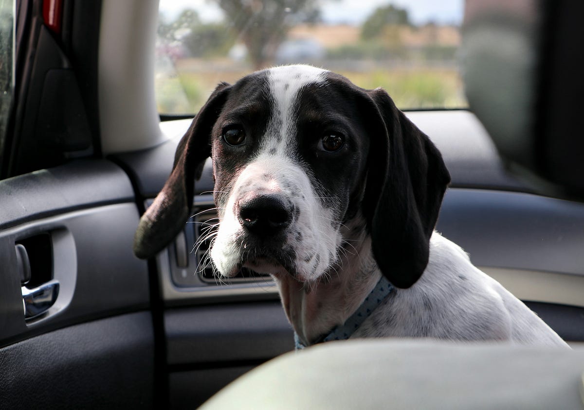 4 Reasons Why Your Dog Stares At You With A Sad Face What Does It Mean ...