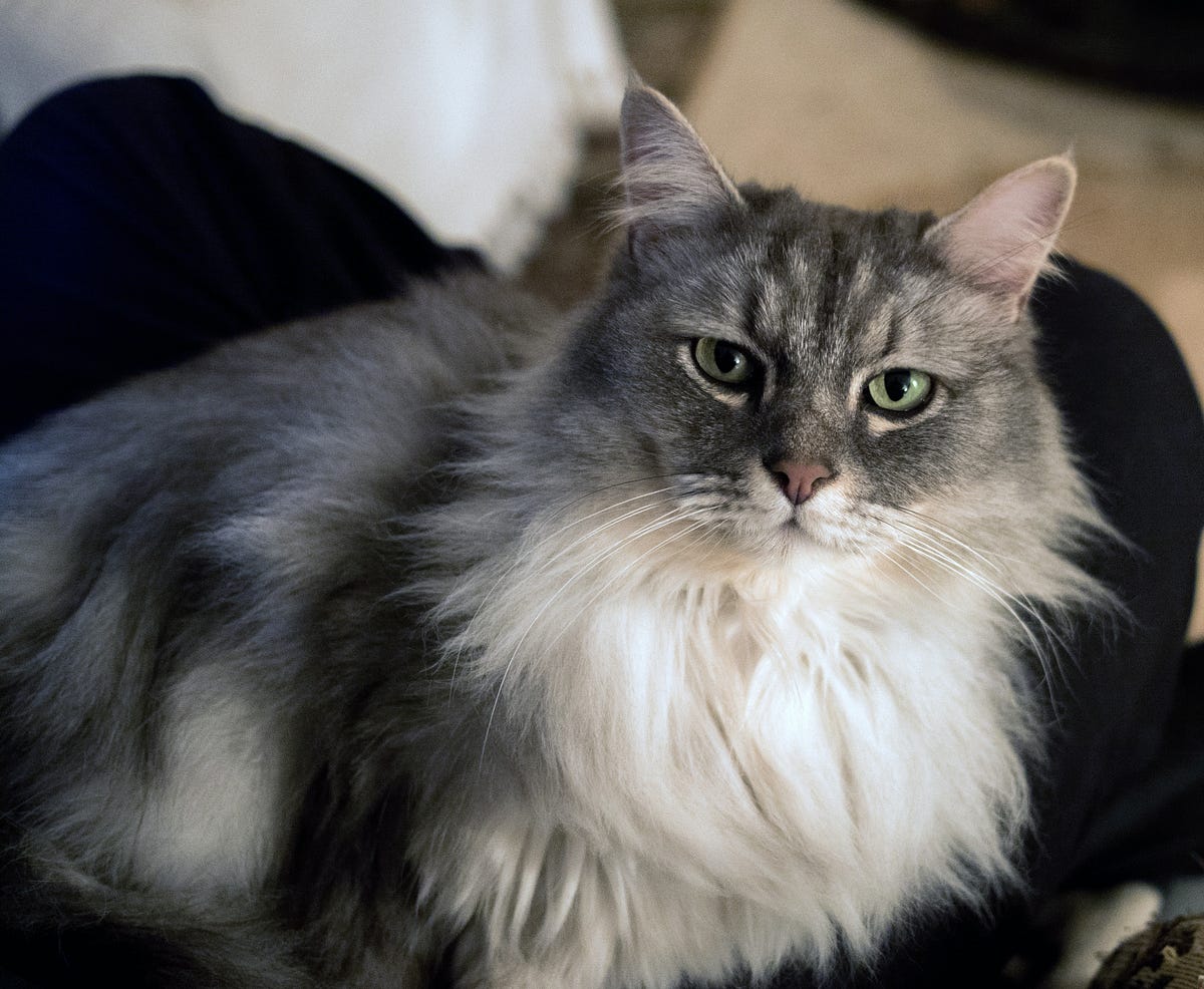 View of Understanding Thyroid Issues in Cats: Symptoms, Diagnosis, and ...