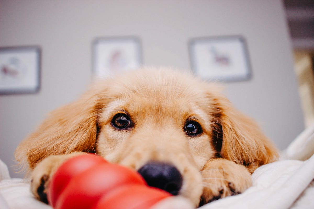 Why Do Dogs Hide Their Toys: Surprising Reasons Explained
