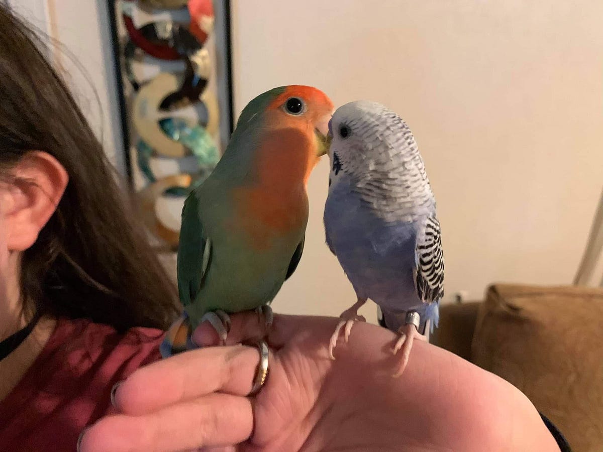 What is the Difference between Budgies and Lovebirds Unveiled! by