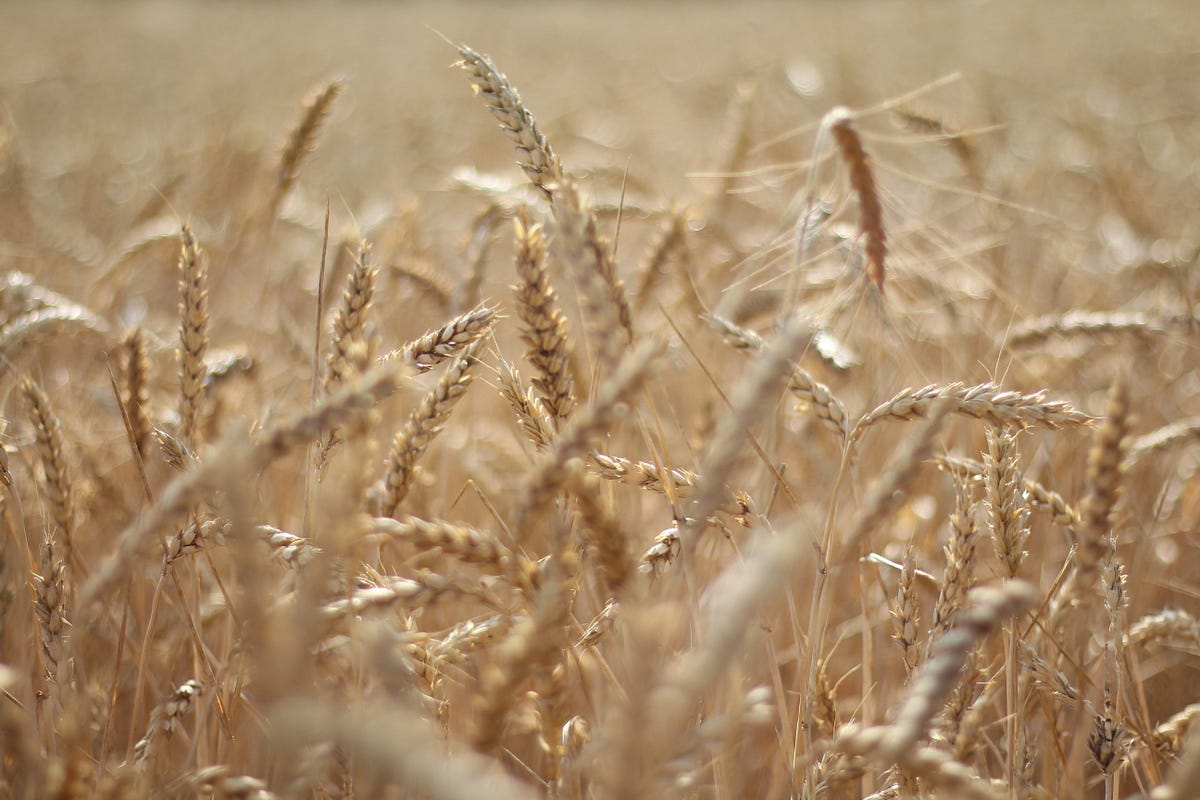 From Farm to Flour: Bringing Heritage Wheat Varieties Back to Our ...