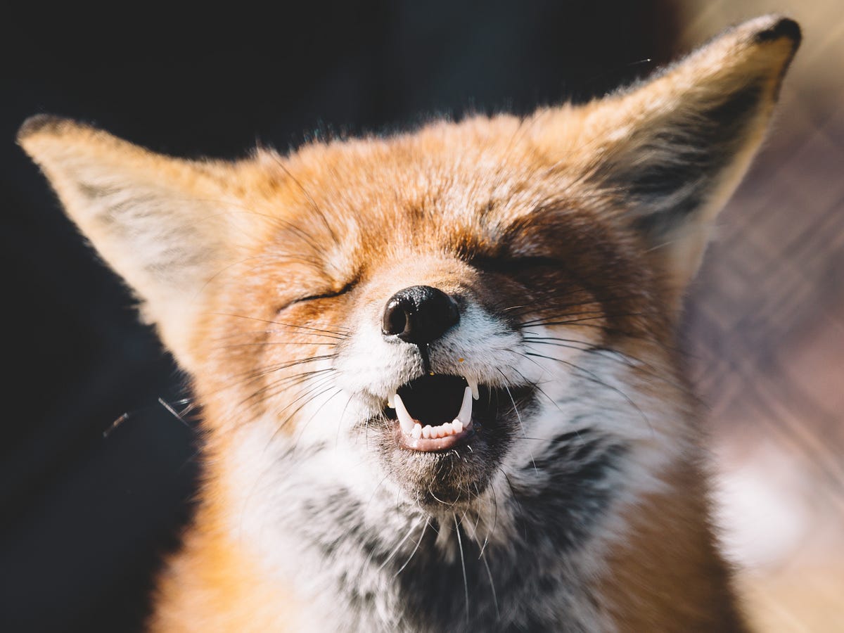 From raw images to real-time predictions with Deep Learning | by ...