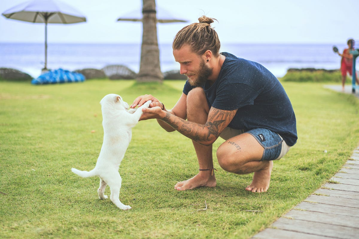 7 Puppy Training Tricks I Wish I'd Known Sooner - Medium