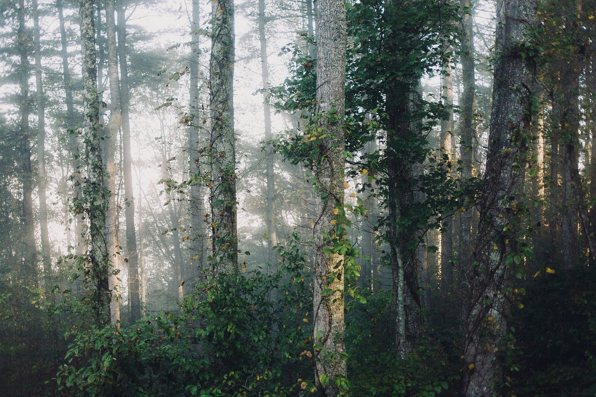 How MySQL Stores Data Using B+ Trees. | by Tushar Malhotra | Medium