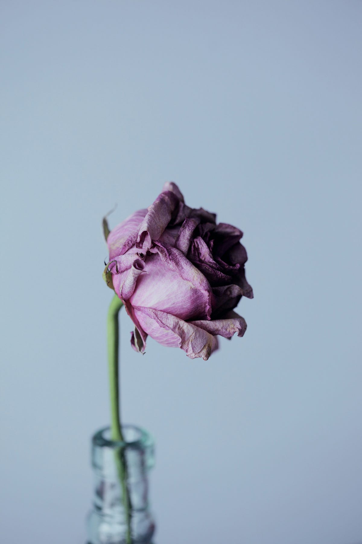 Why I Think That Flowers Are Just Dead Bodies by Rosario Licodia