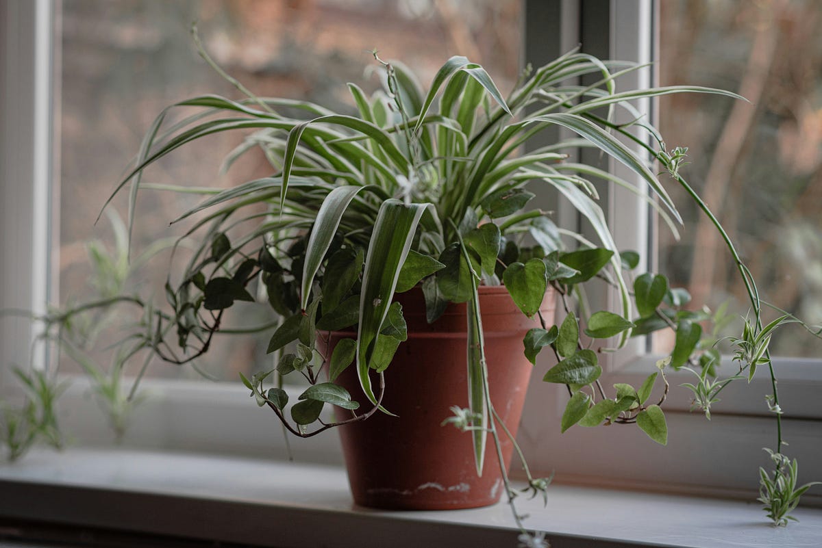 Lifestyle: How I Propagate Spider Plants | by Loudwhisper | Medium