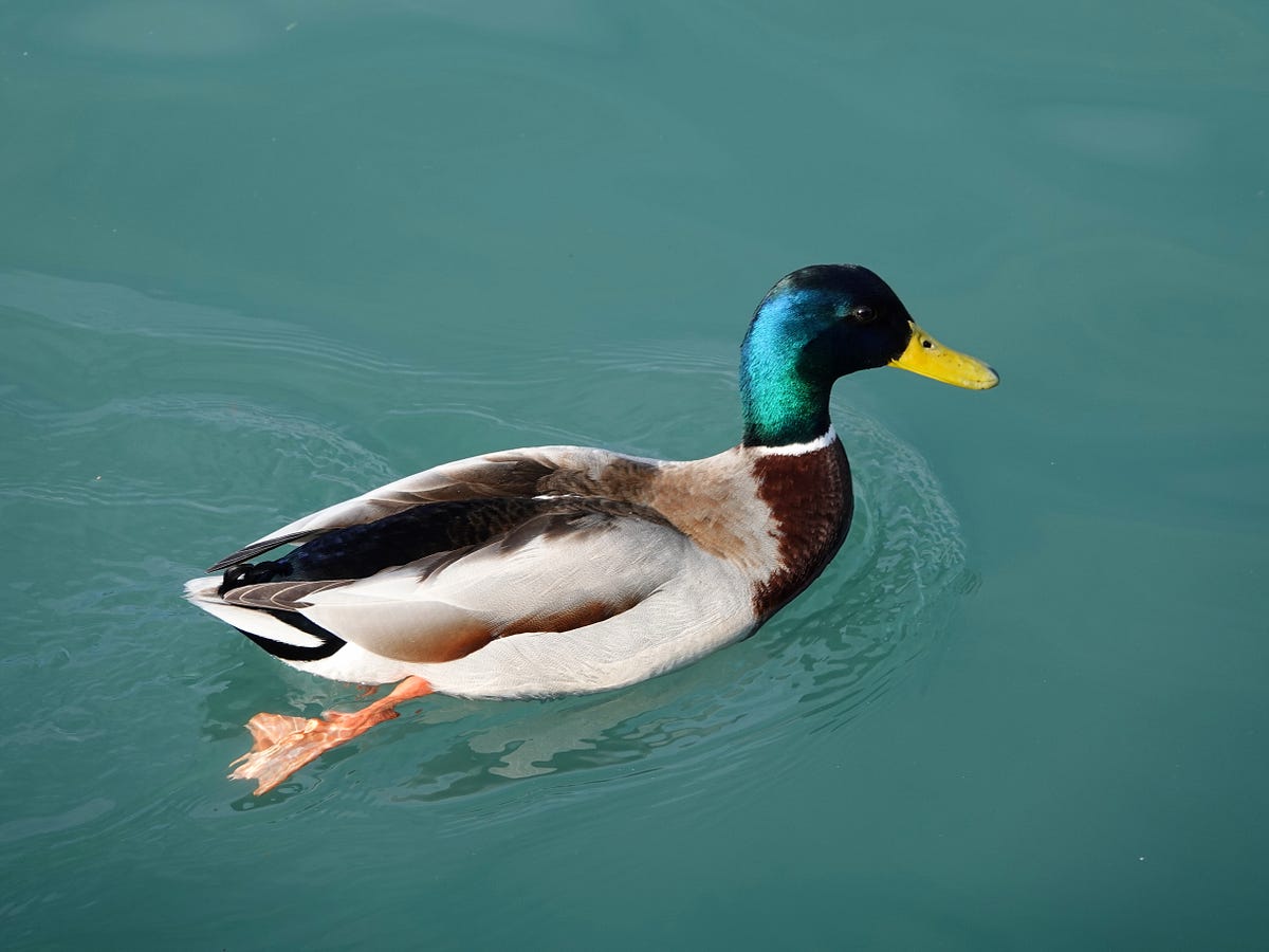 A Deep Dive into Dynamic and Duck Typing | by Yancy Dennis | Python in ...