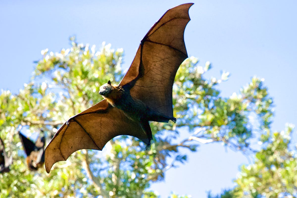 Giant store fruit bat