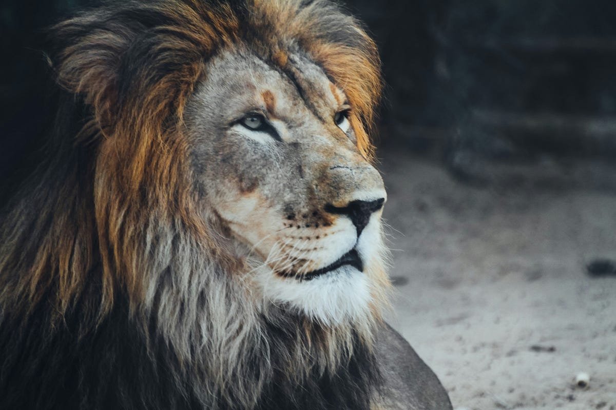 World Lion Day — I’d Be Lyin’ If I Said I Wasn’t Impressed | by A. L ...