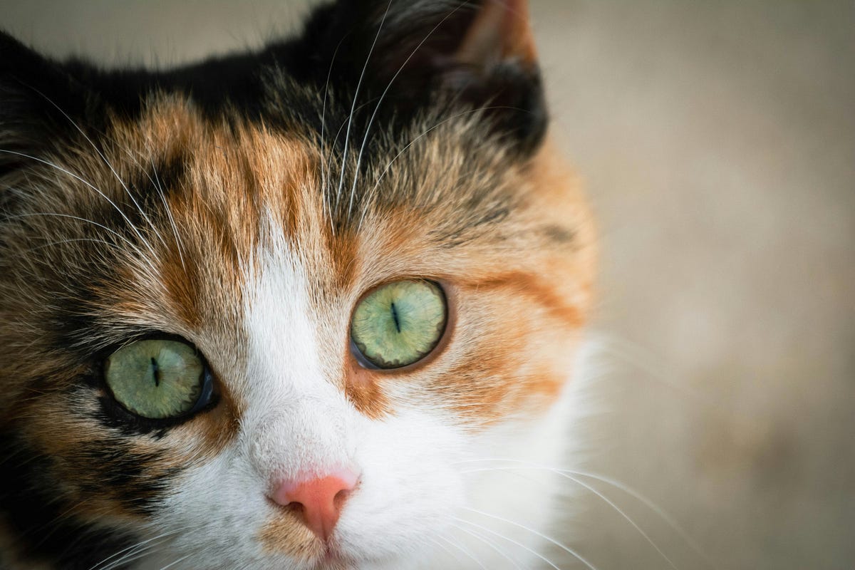 Flash Bullied? Is Camera Flash Really Bad for Cats? by Marien Cartel