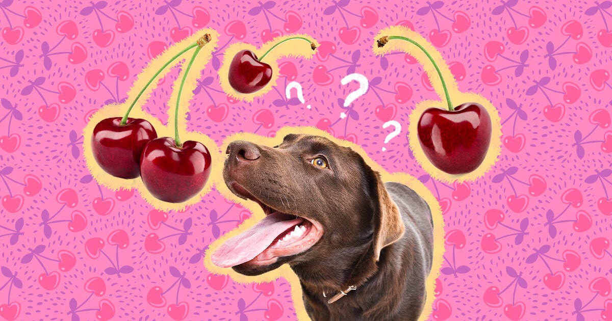 Can Dogs Eat Cherries? A Comprehensive Guide for Pet Owners by