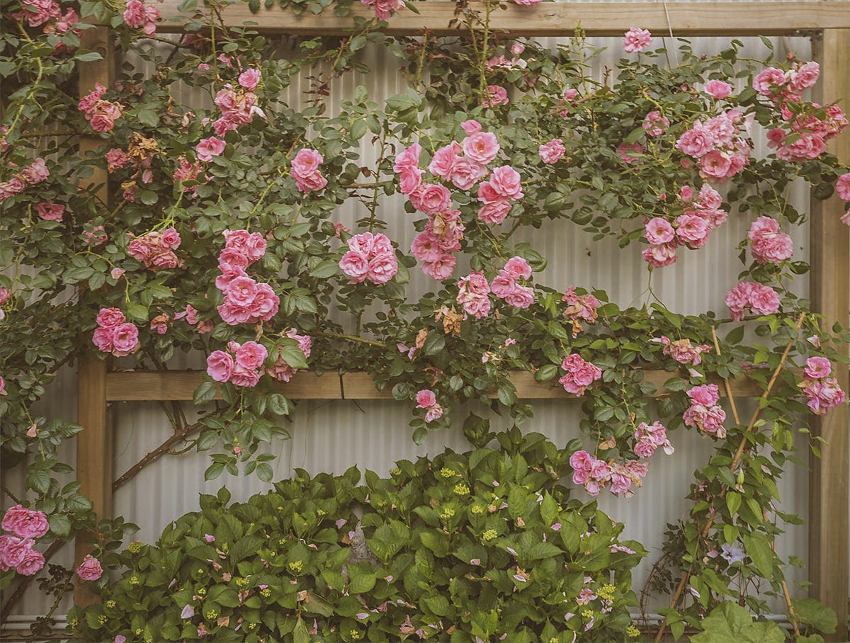 The Beautiful English Rose. The most beautiful flower becomes a… | by ...