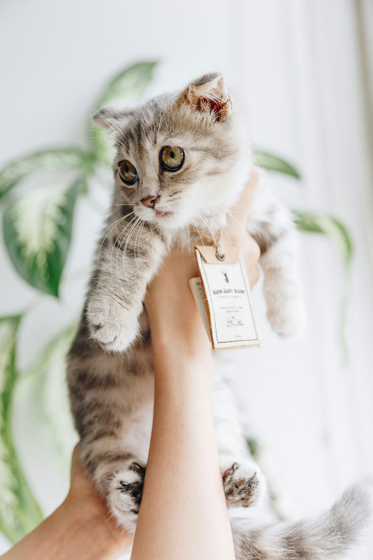 Signs Of Feline Overstimulation preview