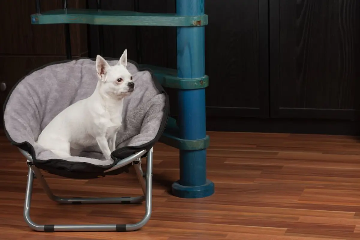 Why Does My Dog Sit In My Spot? (5 Reasons) by blogalma Medium