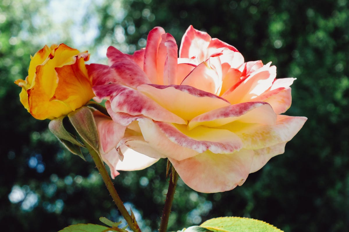 Sybil - Know Thyself, Heal Thyself - Medium