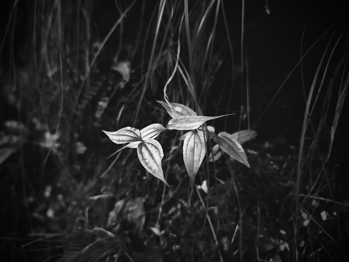 What Else Is There? Scuzzbucket Medium