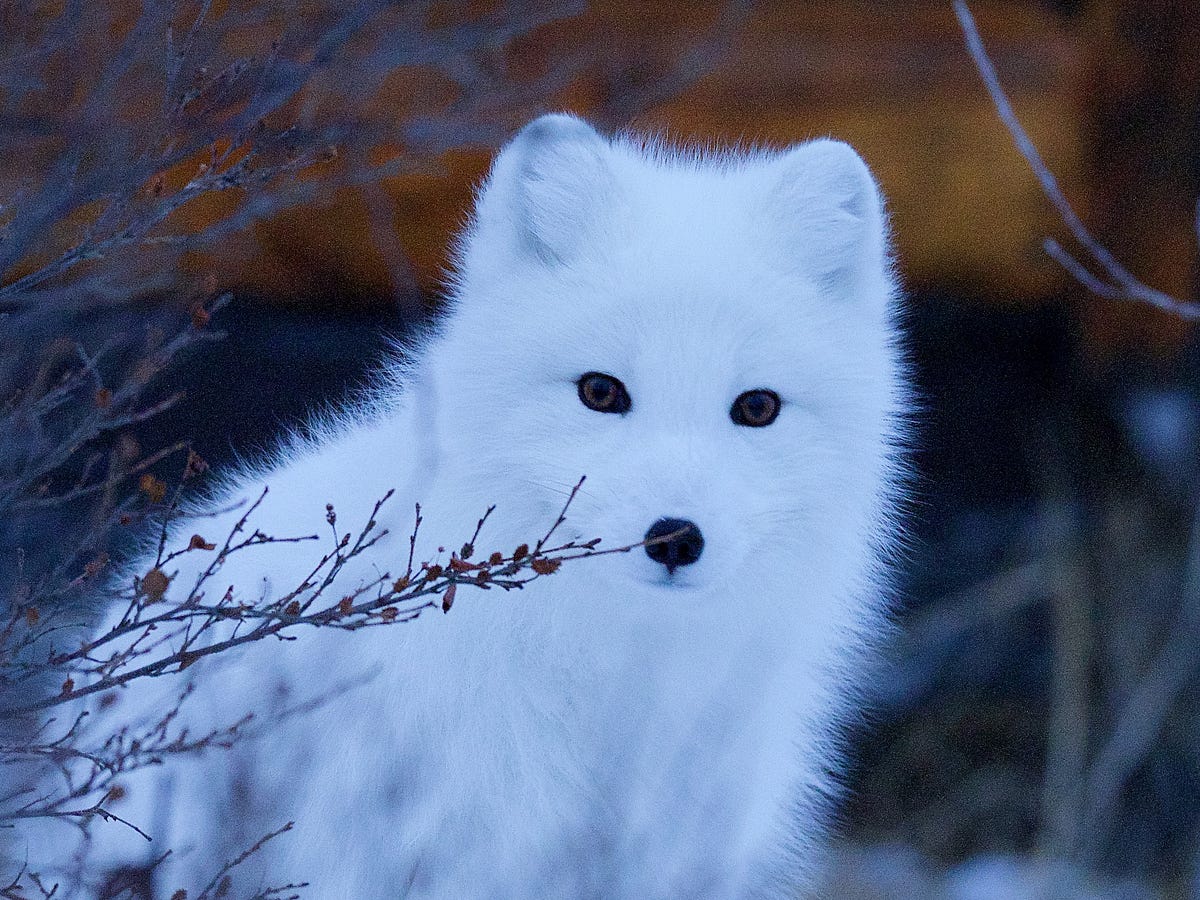 White Fox Dream Meaning Medium