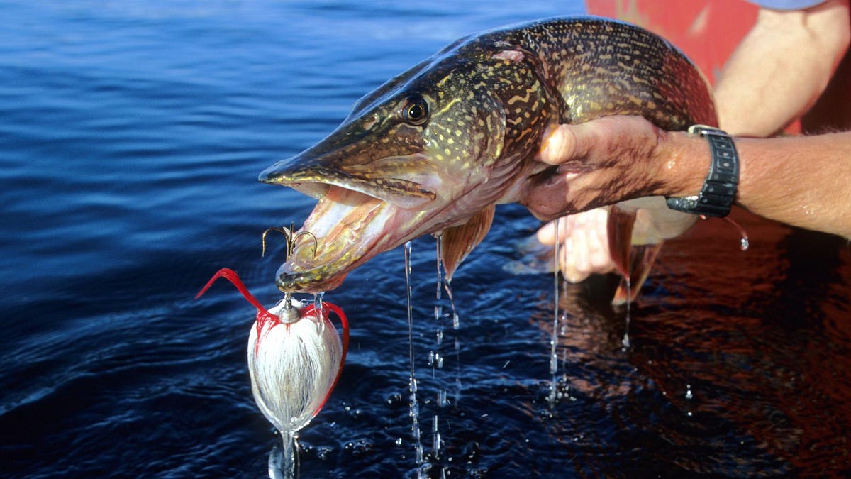 Fishing Northern Pike, The Fishing Magazine, by Danny P