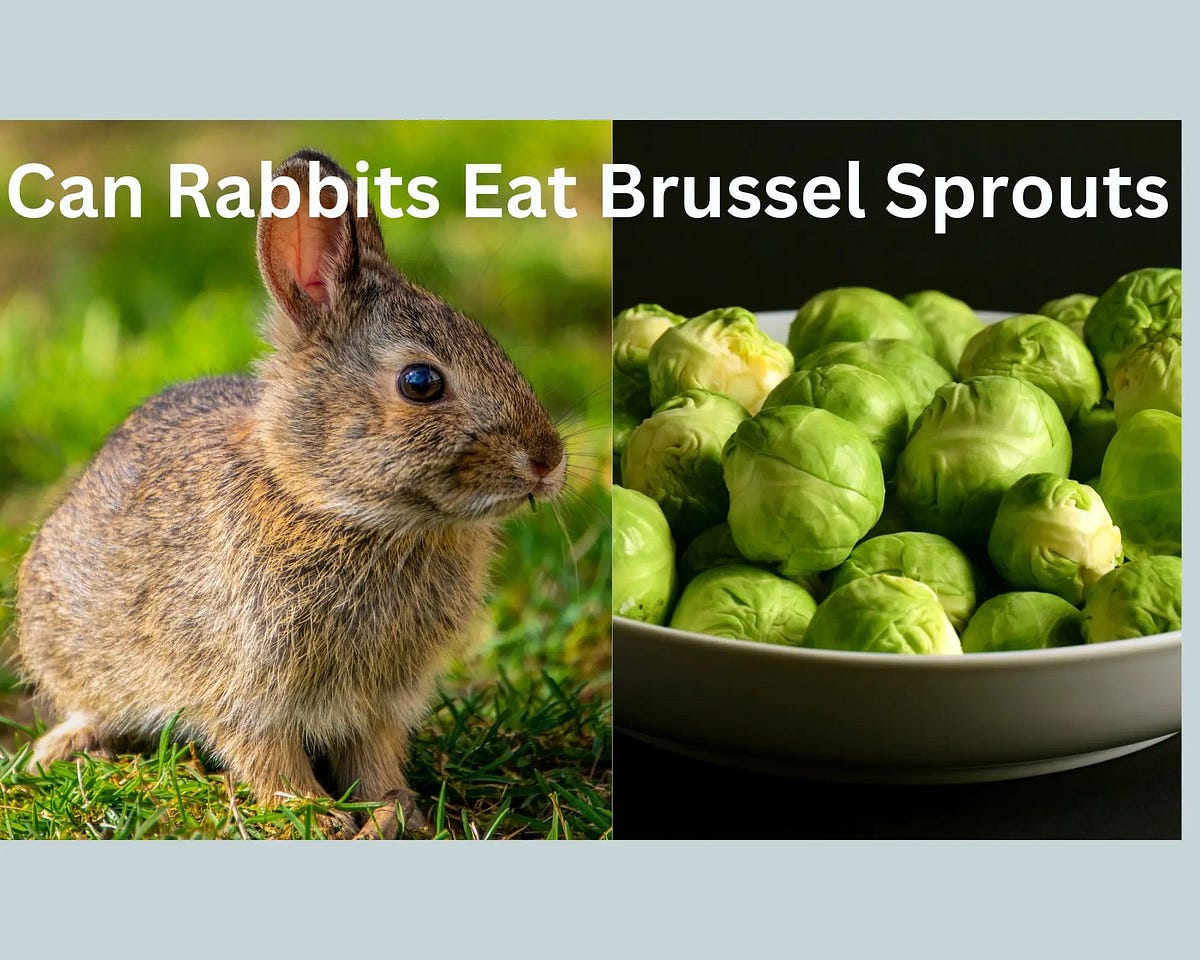 Can Rabbits Eat Brussel Sprouts, Cucumber, Kale, Onions, and