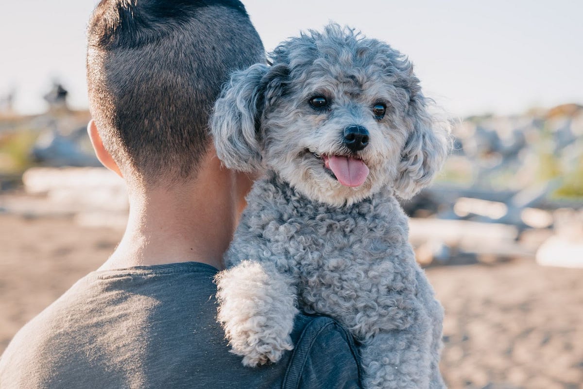 Dogs with best sale least hair fall