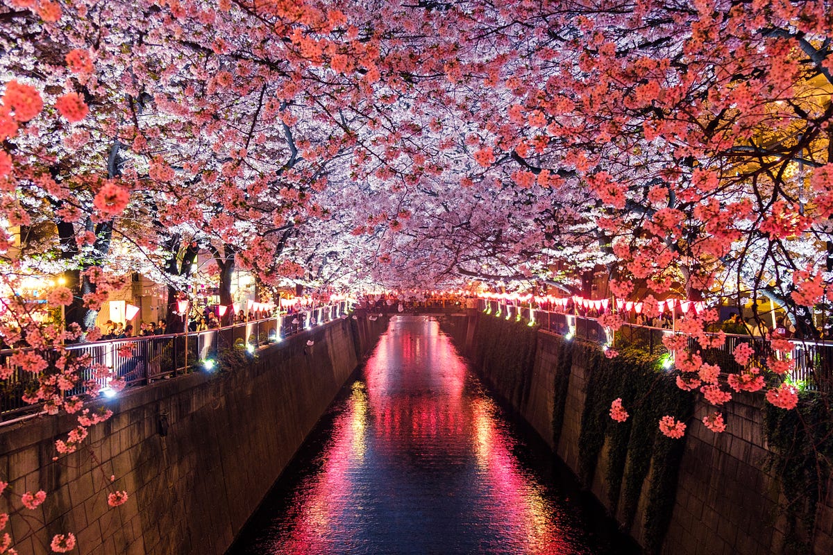 Hanami(花見) Festival In Japan🇯🇵 | Sakura 🌸(桜) | by Anchit Jassal | Live's  Quandary | Medium