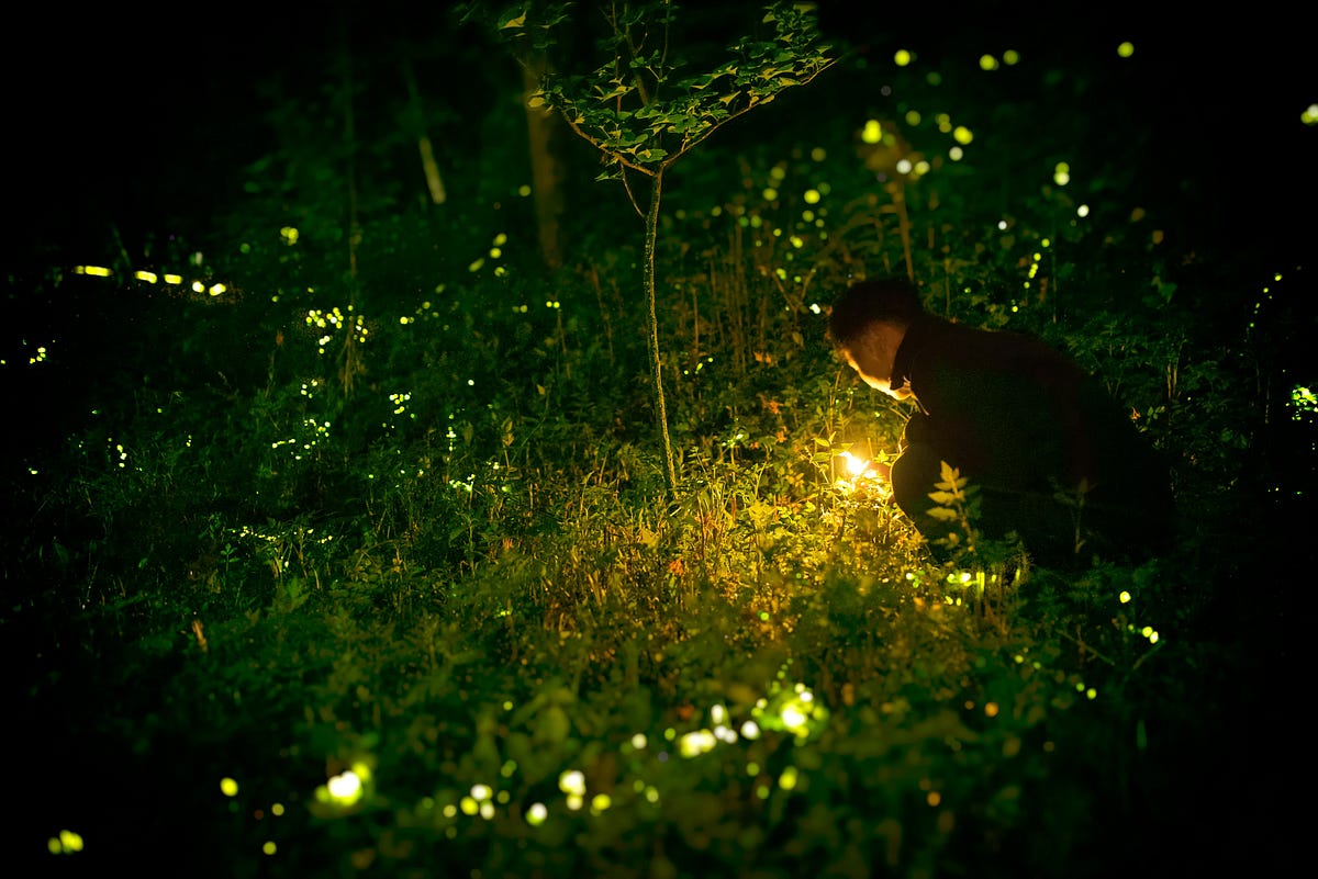 The Glow in the Side Yard: Finding Safety in the Shadows