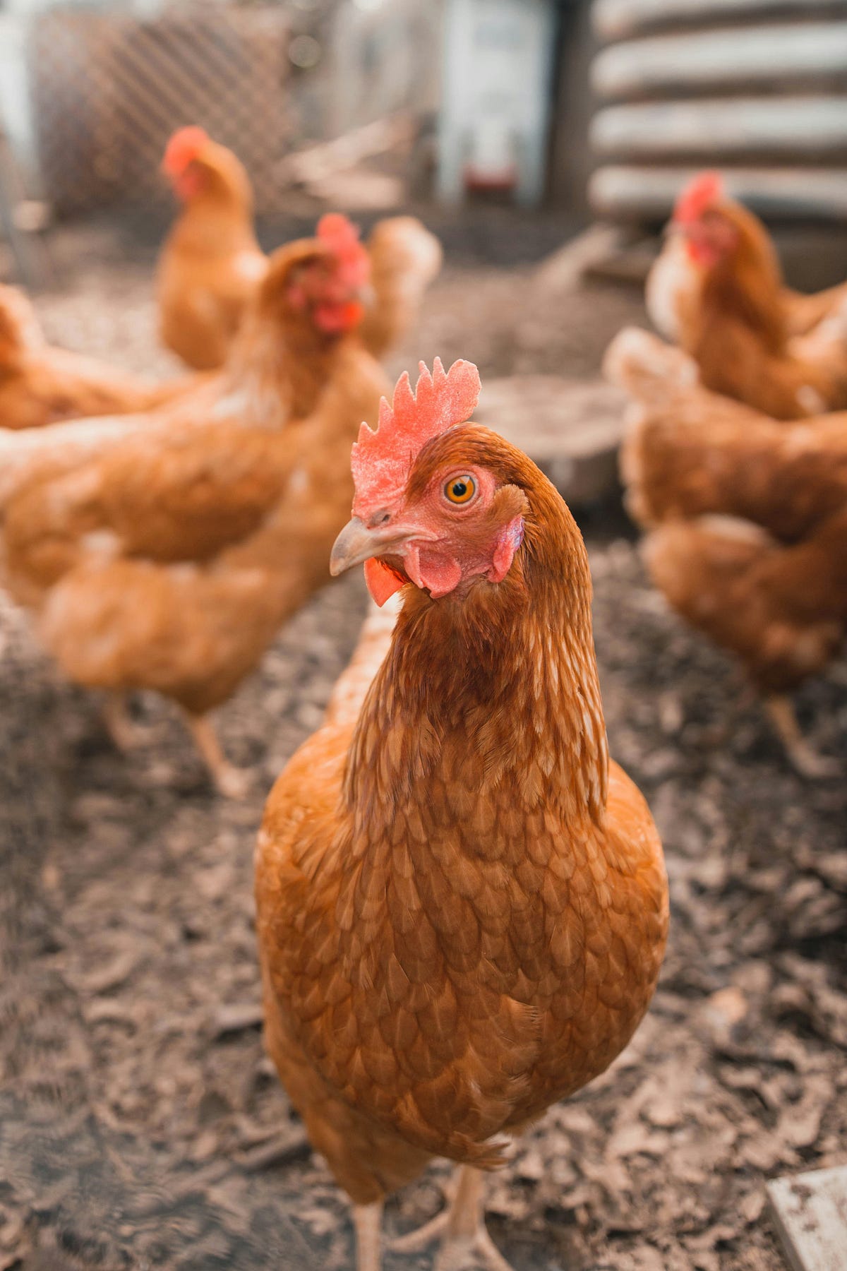 Avian Flu Crisis Unleashes Chaos in California’s Poultry Hub by Lacy