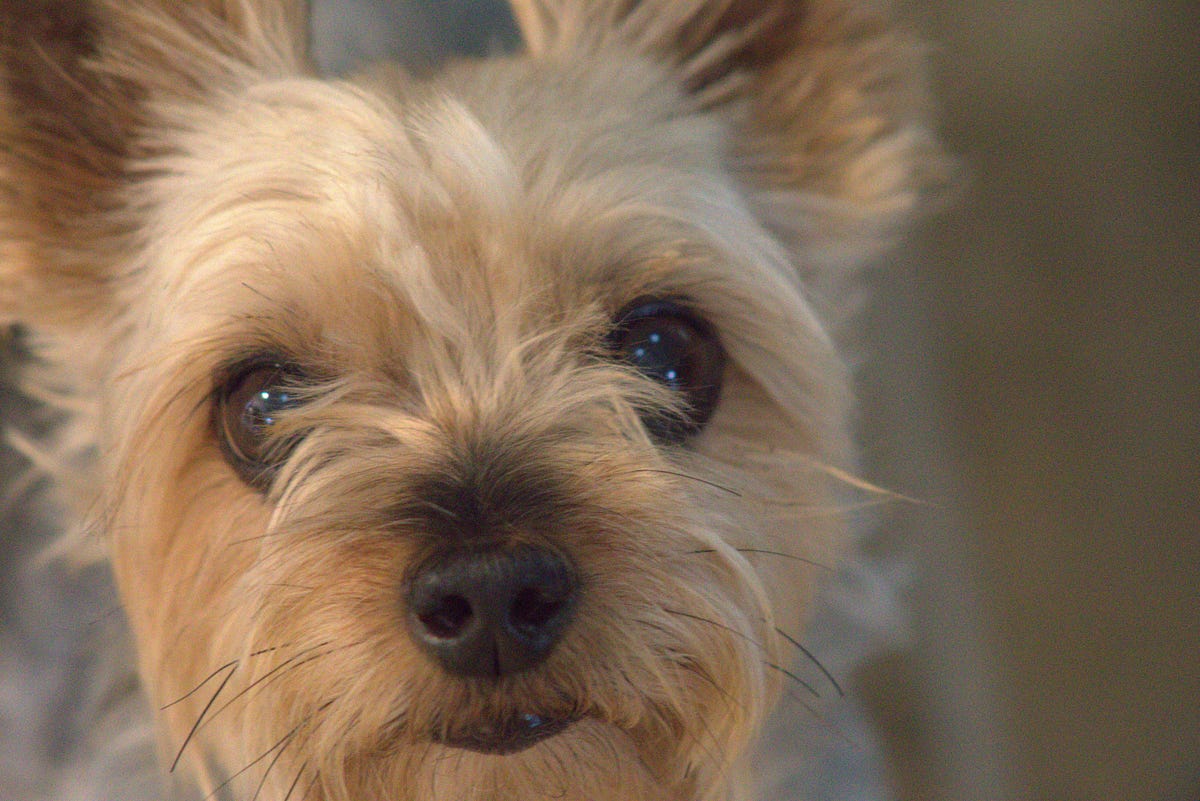 The Truth About My Yorkie’s Brain Tumor by Mary Acton Dec, 2023