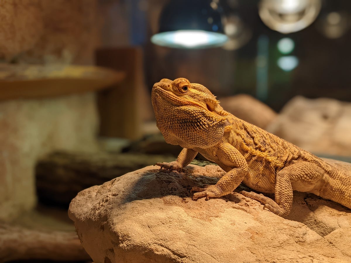 Our Bearded Dragon Tank Temperatures and Humidity Levels 