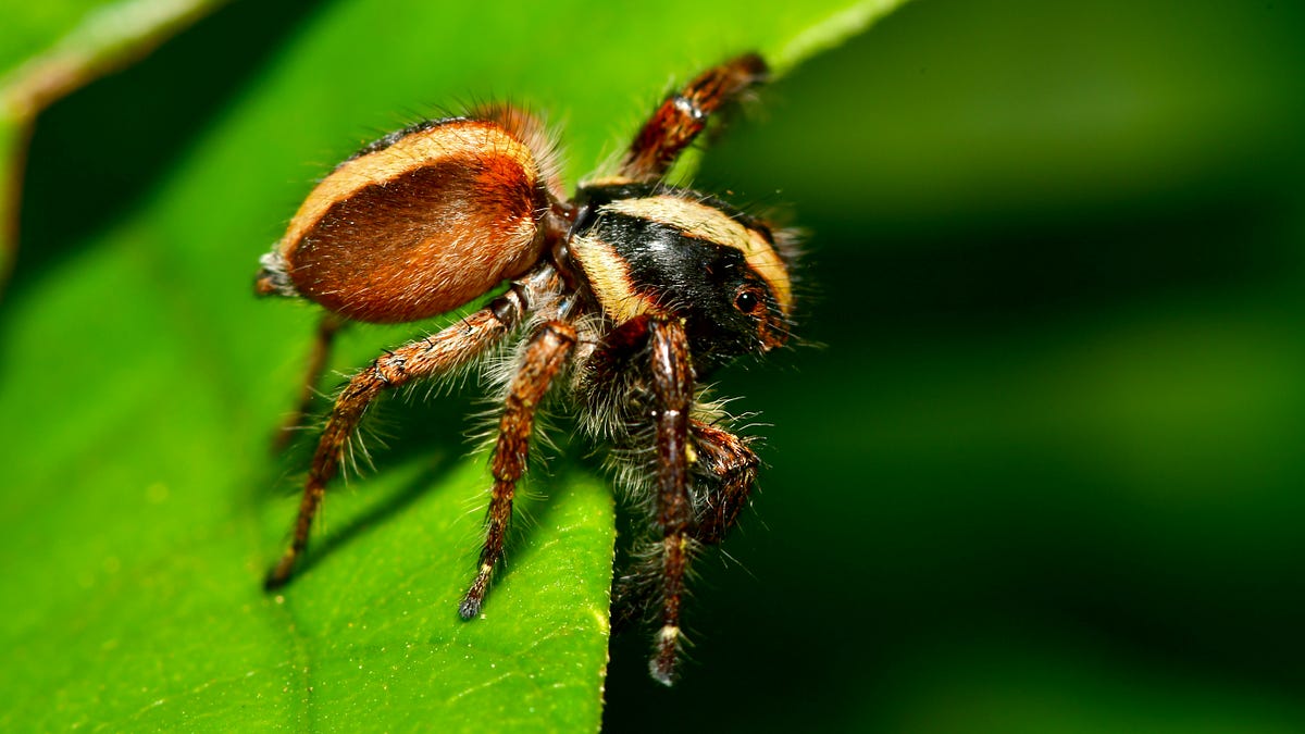 Can Tarantulas Eat Woodlice?. Woodlice are small crustaceans commonly