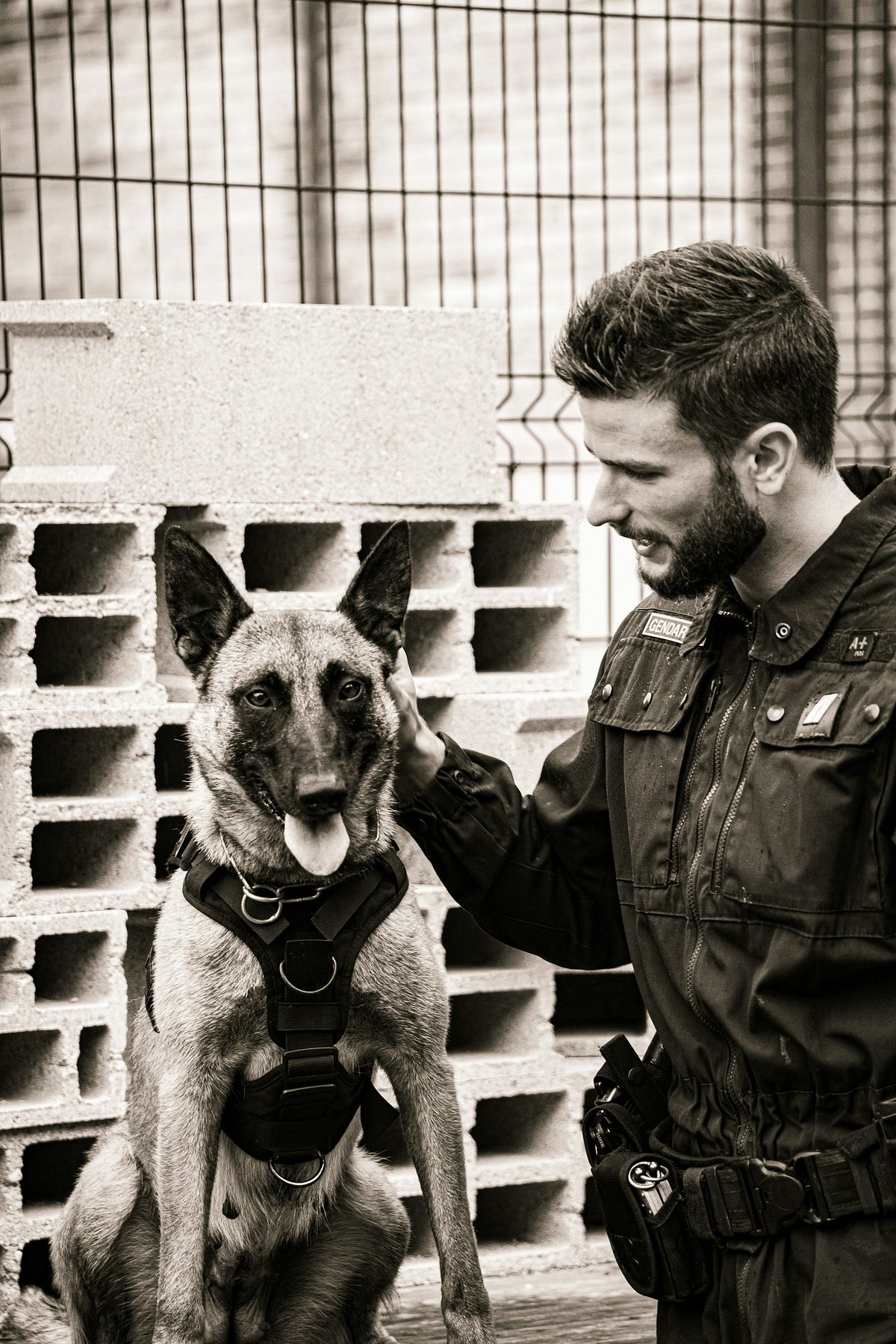 Celebrating National K9 Veterans Day [K9 Organizations to Support] Medium