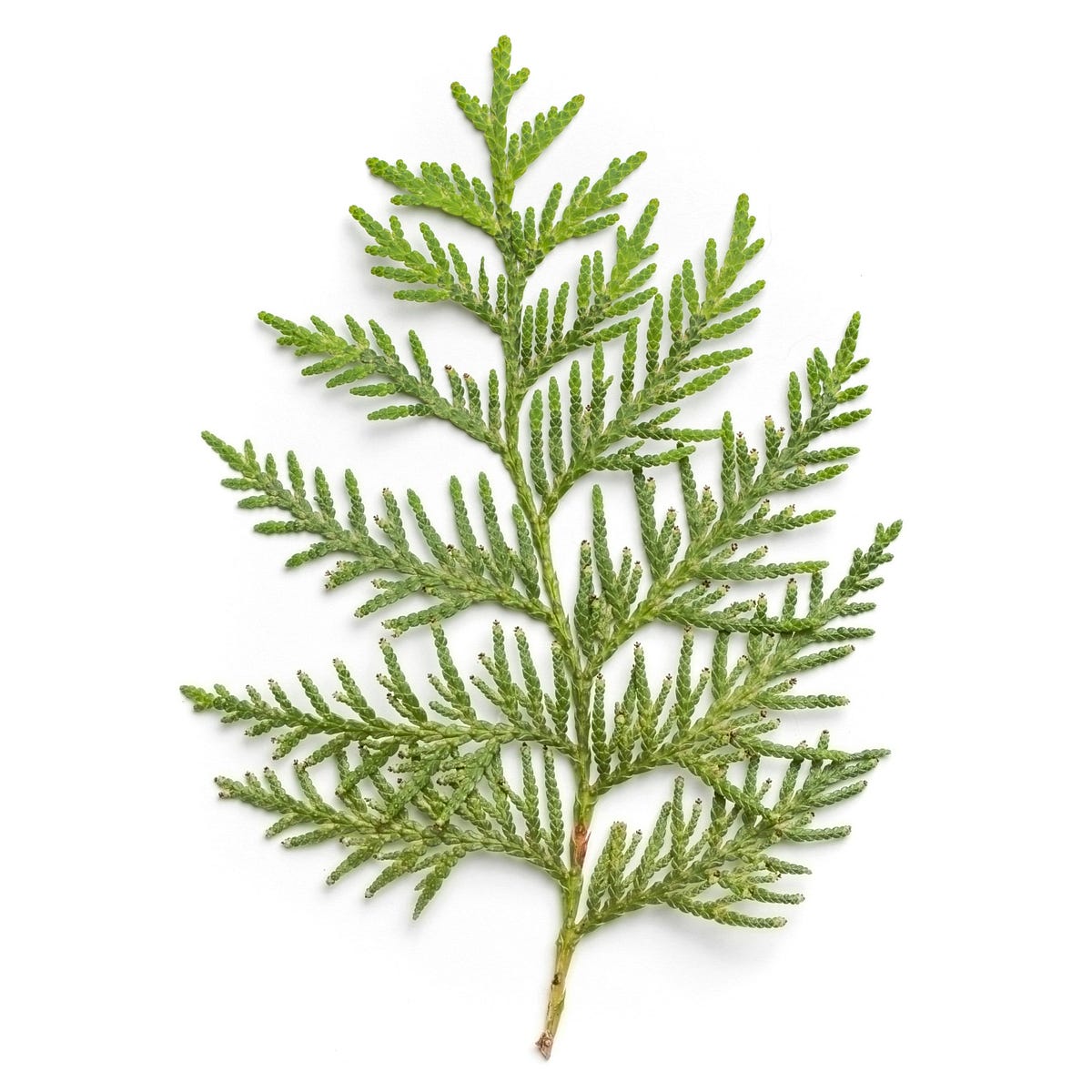 How To Write Evergreen Topics. And why they matter | by Barbara J ...