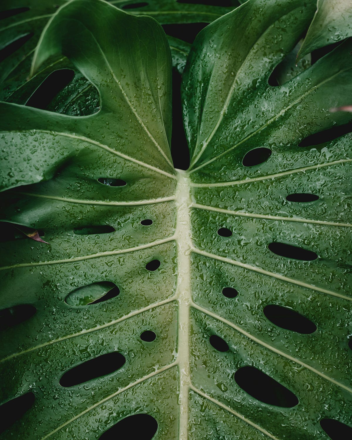 Why Monstera Leaves Have Holes and When to Worry | Medium