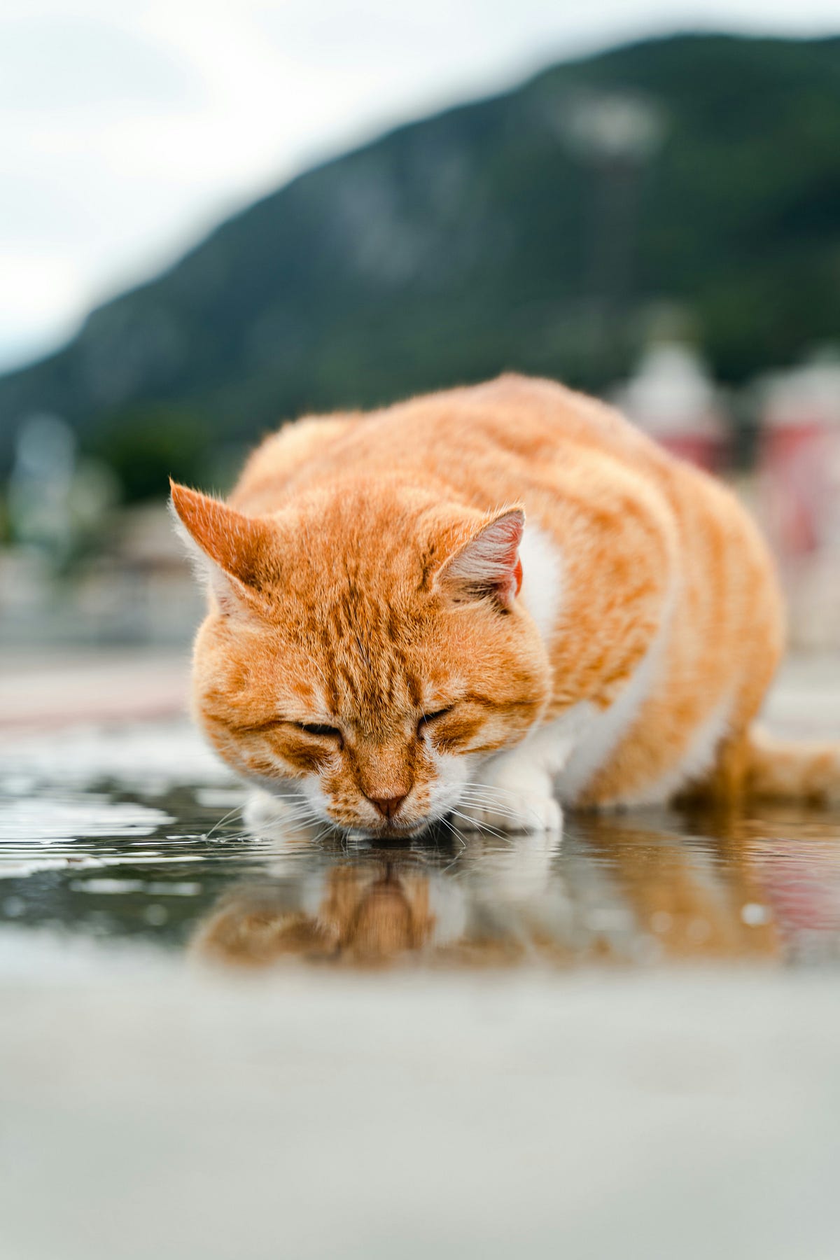 Photo inspiration: Fresh Look at The Science Of Feline Hydration Keeping Your Cat Healthy And