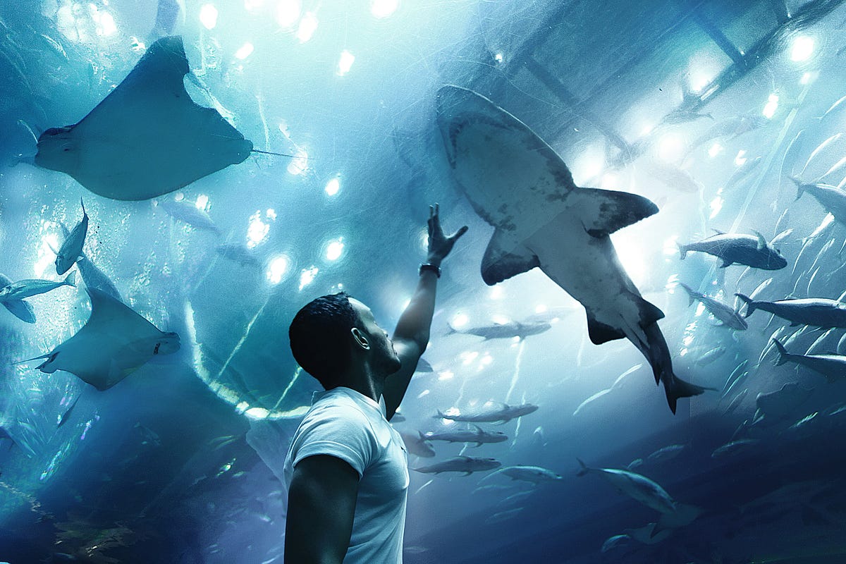 Did you know…Sharks are older than dinosaurs? by Nanya Sands Did