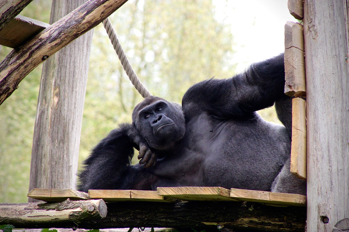 How Does A Gorilla Get So Strong? | by Sam Westreich, PhD | Medium